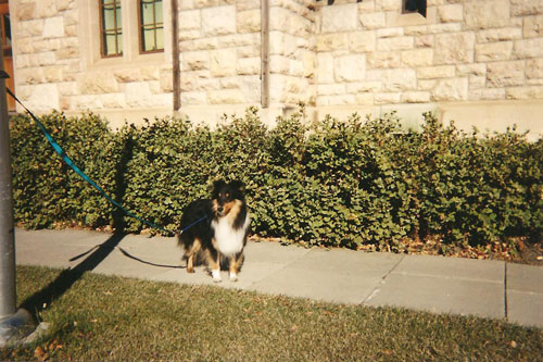 Sheltie on USask campus
